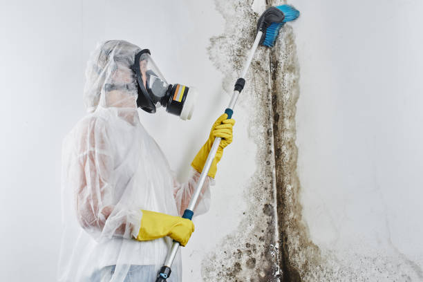 Best Professional Mold Removal  in Somerton, AZ