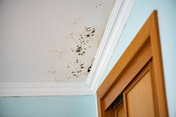 Best Fast Mold Removal  in Somerton, AZ